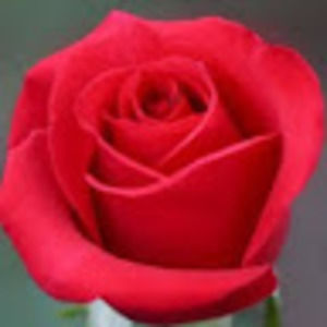 Meet your Posher, Rose